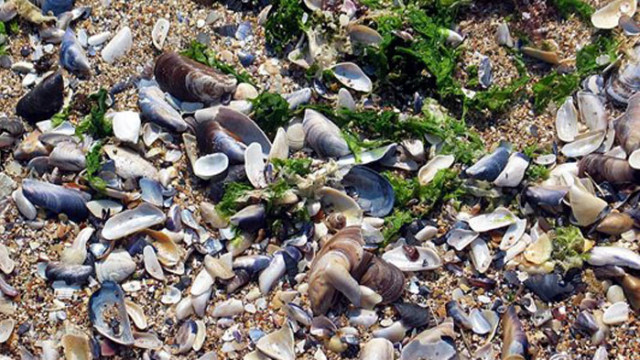 Около 80 на сто от отпадъците по брега на морето