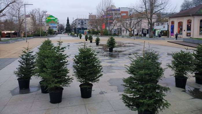 Инициативата е част от кампанията Жива елха на сдружение Зелена