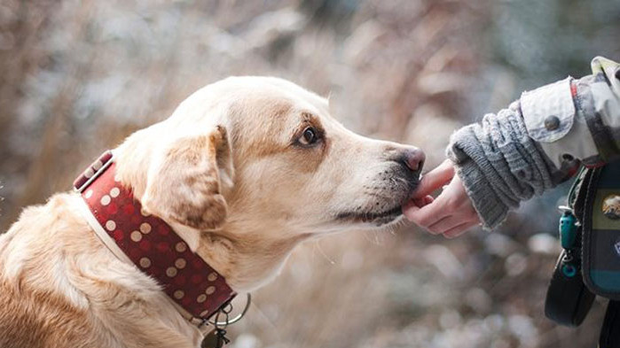Германци осиновиха 127 кучета от шуменски приют