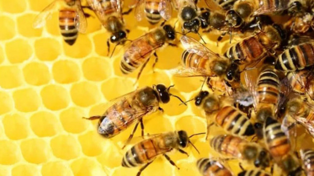 Първата в света ваксина за медоносни пчели е одобрена за