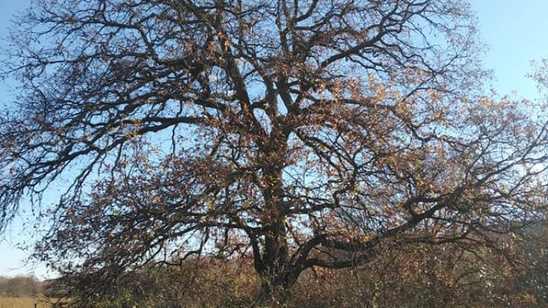 МОСВ обяви за защитени девет вековни дървета