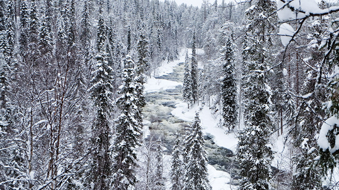 Овен Всеки от ума си тегли. Даже и в най-умните