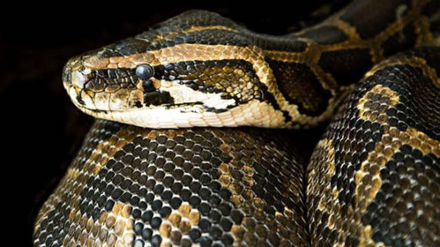 Огромна змия боа удушвач е намерена в ръчен багаж на международното