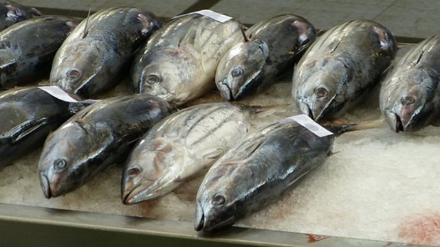 Прочутите търгове на рибния пазар Тойосу в Токио започват да