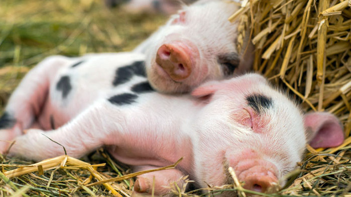 Надали има човек, който не би се умилил от гледката