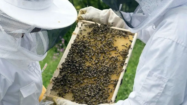 Пчеларите в България готвят протест Според тях браншът изнемогва защото