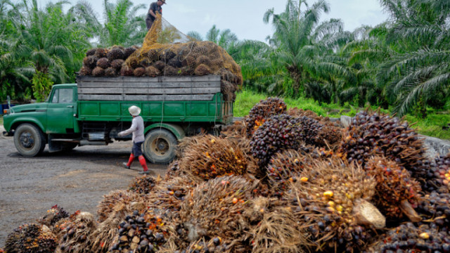 Малайзия заяви че може да спре износа на палмово масло