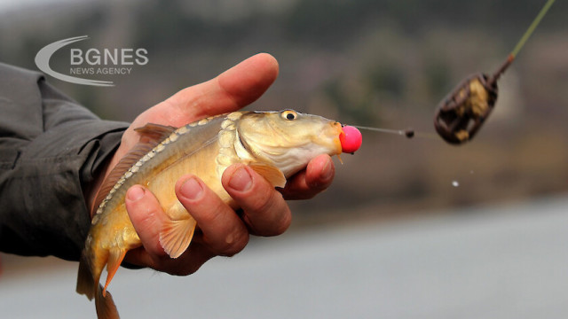 Изяждането на една сладководна риба уловена в река или езеро