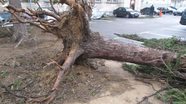 Опасни дървета застрашават домове и хора в Благоевградско