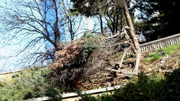 Дърво падна върху пейка с 4 деца в Пловдив