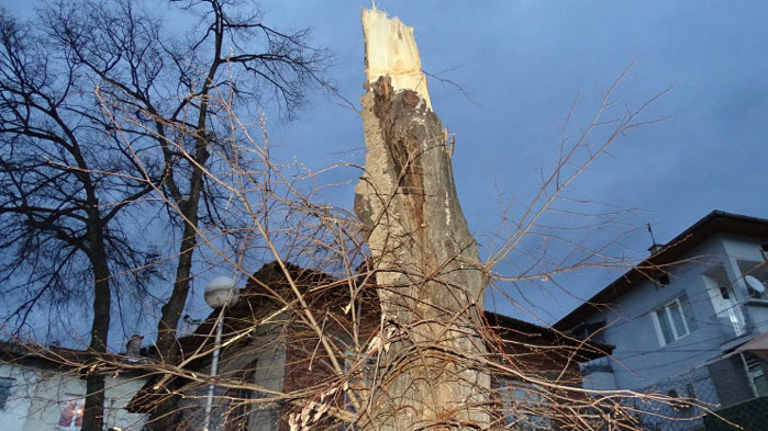 Голямо дърво падна върху детска площадка в столичния квартал Иван