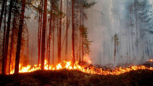 72 пожара са регистрирани в горите на Североизтока през 2022 година