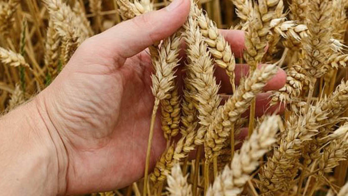 Българската пшеница е непродадена, украинско зърно напълни складоветe