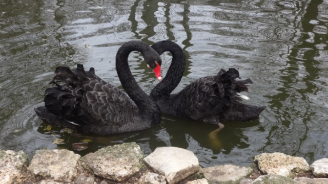 Зоокъта във Варна обявява конкурс за най красива двойка сред обитателите