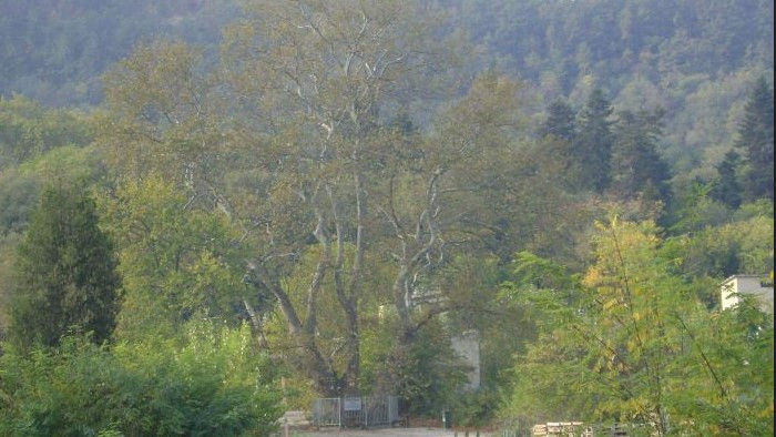 Хилядолетен чинар е големият победител в конкурса Дърво с корен“ на