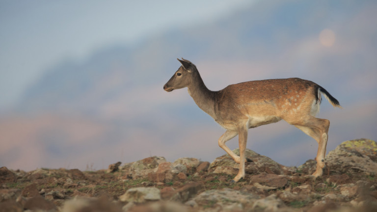 Нови благородни елени и елени лопатари населяват Източните Родопи