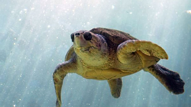 Бракониери на яйца на морски костенурки във Филипините станаха техни