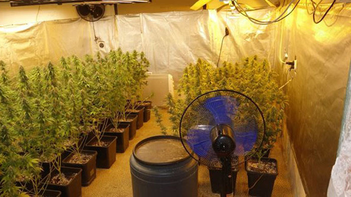 Пловдивски криминалисти разкриха наркооранжерия в частен имот