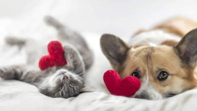 Свети Валентин е денят на любовта На 14 февруари повече