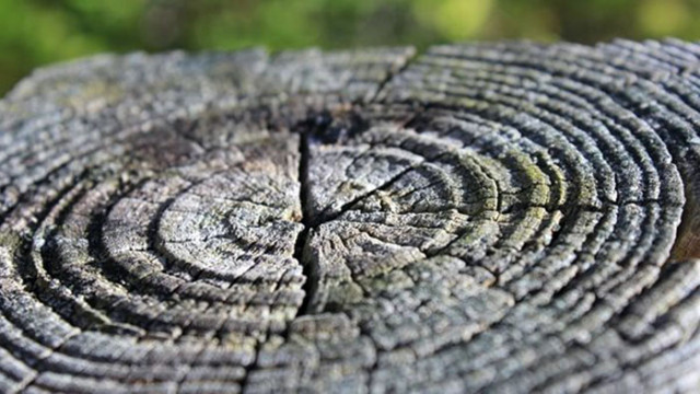 Изследване на дървесни пръстени показва как суша е погубила древната