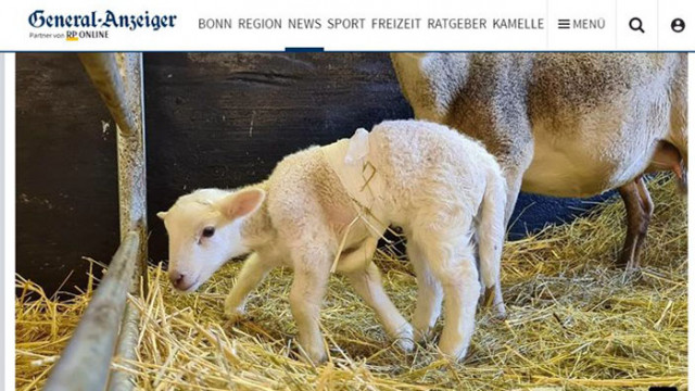 Агне с шест крака се роди във ферма в германската