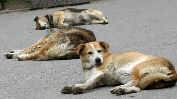 Пореден случай на нападение от бездомно куче регистрираха в Благоевград.
