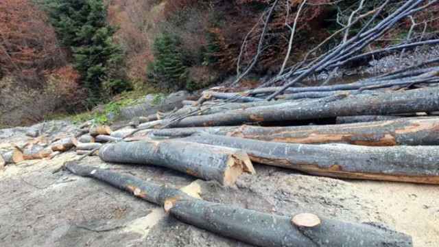 Производители спират работа заради скъпата дървесина и липсата на суровини