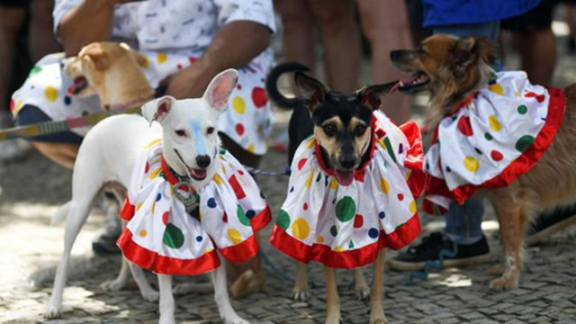 Кучета дефилираха в костюми в Рио де Жанейро