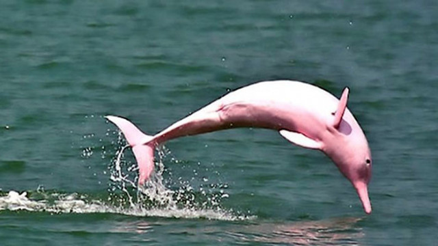 В Колумбия спасиха два розови делфина от изчезващ вид