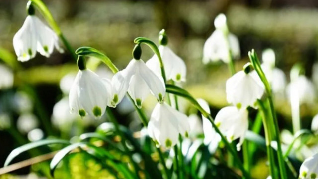 Пролетно време ще има на днешния 22 февруари месец преди