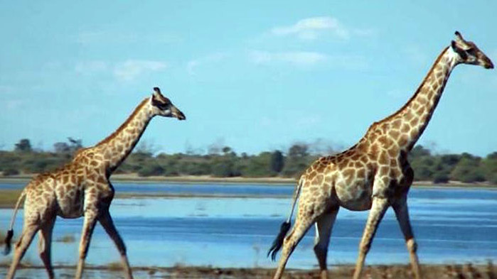 Зоокът с 4 жирафа ще има в село с 50 жители