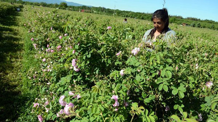 Подкрепят кмета на общината Галина Стоянова в борбата й за