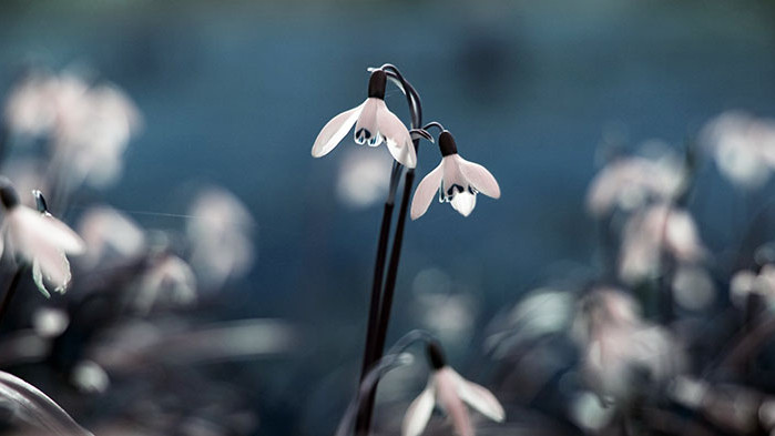Овен Чувствате се като риба във вода, когато трябва да