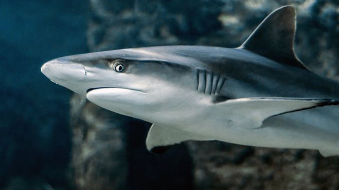 Останките на изчезнал по-рано през този месец мъж бяха открити