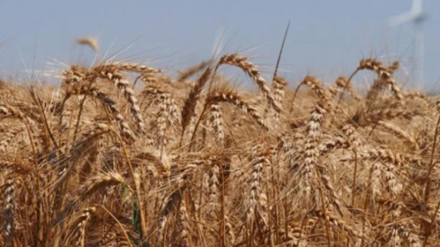 Според тях украинското зърно подбива цените на родното производство Зърнопроизводителите