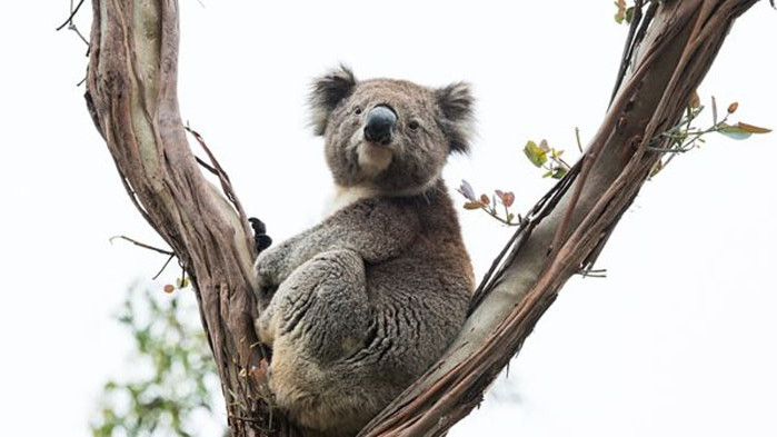 Куриозен случай в Австралия - любопитна коала реши да напазарува