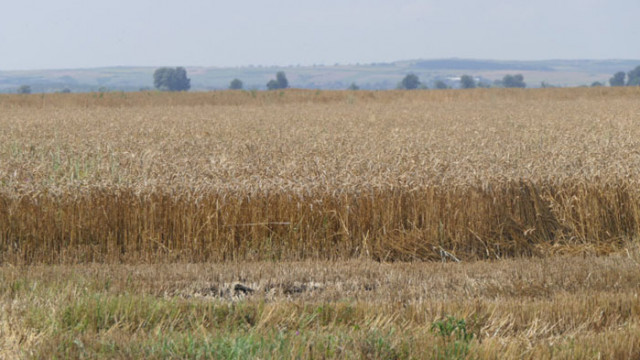 Зърнопроизводителите притеснени от вноса на украинско зърно  Радостина Жекова представител