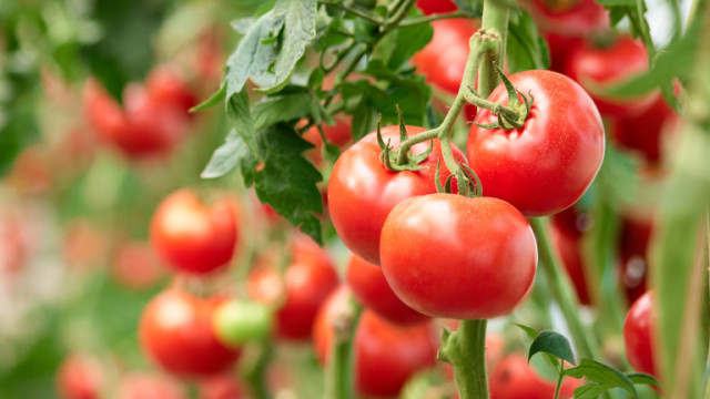 Турция премахва забраната за износ на домати въведена от 2