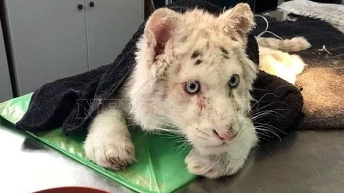 В Гърция намериха бяло бебе тигърче, било захвърлено до кофа за боклук