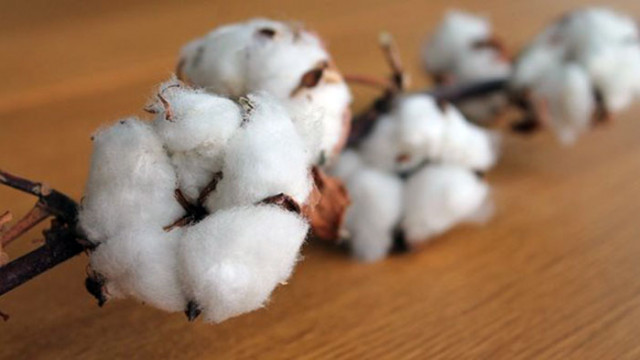 Сушата унищожава реколтата от памук в САЩ