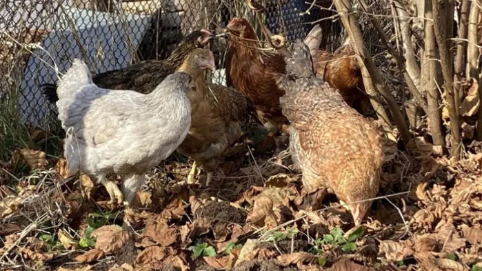 Софиянци масово купуват кокошки-носачки за яйца. Целта на търсенето на