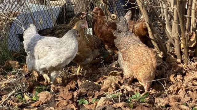 Софиянци масово купуват кокошки-носачки за яйца преди Великден