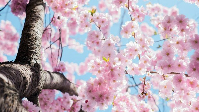 Популярните вишни "сакура" в Токио цъфнаха по-рано (СНИМКИ)
