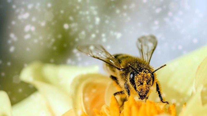 Изследване: Замърсяването на въздуха убива любовните трепети на насекомите