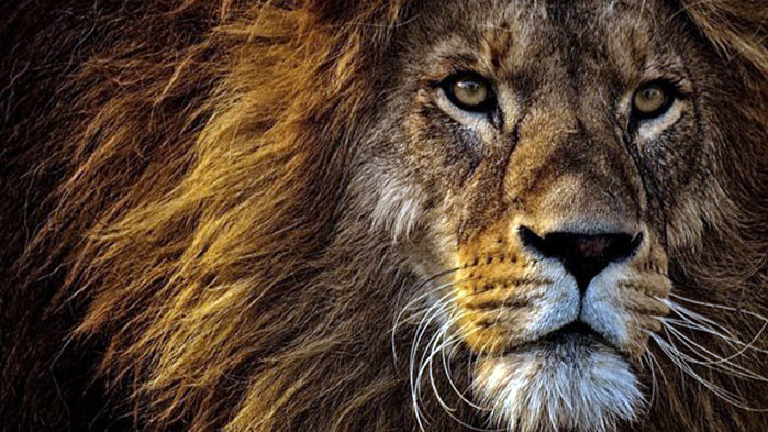 Лъв, известен като Краля“ на Серенгети“, беше убит от свои