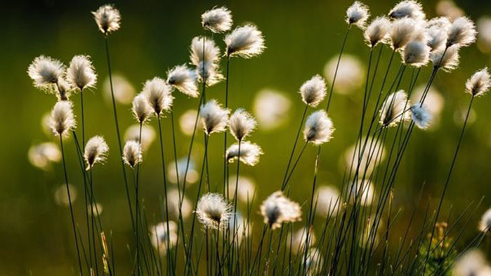 Запасите от памук в Индия може да спаднат с близо