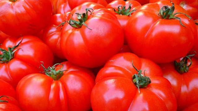 Производители на разсади за зеленчуци предупреждават че български домати може