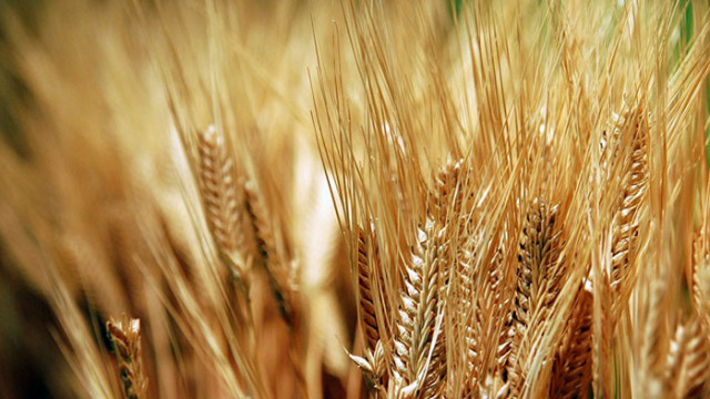Георги Събев: Назрява основателно напрежение сред зърнопроизводителите