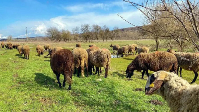 В монтанското село Владимирово пореден животновъден сектор е пред унищожаване