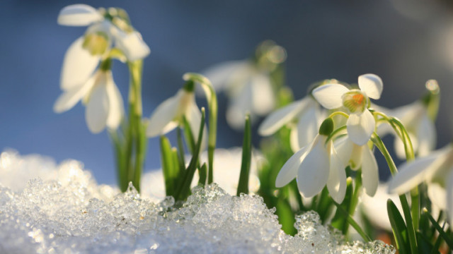 Астрономическата пролет започна малко преди полунощ българско време в